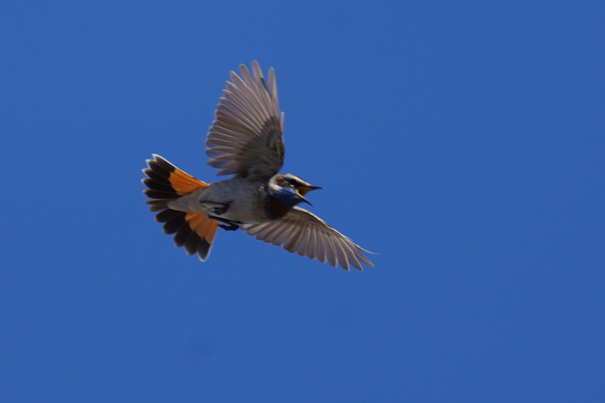 Bluethroat - ML615791427