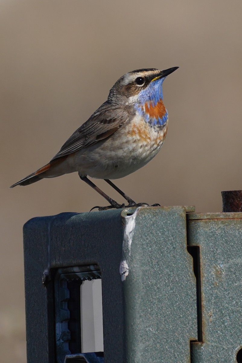 Blaukehlchen - ML615791452