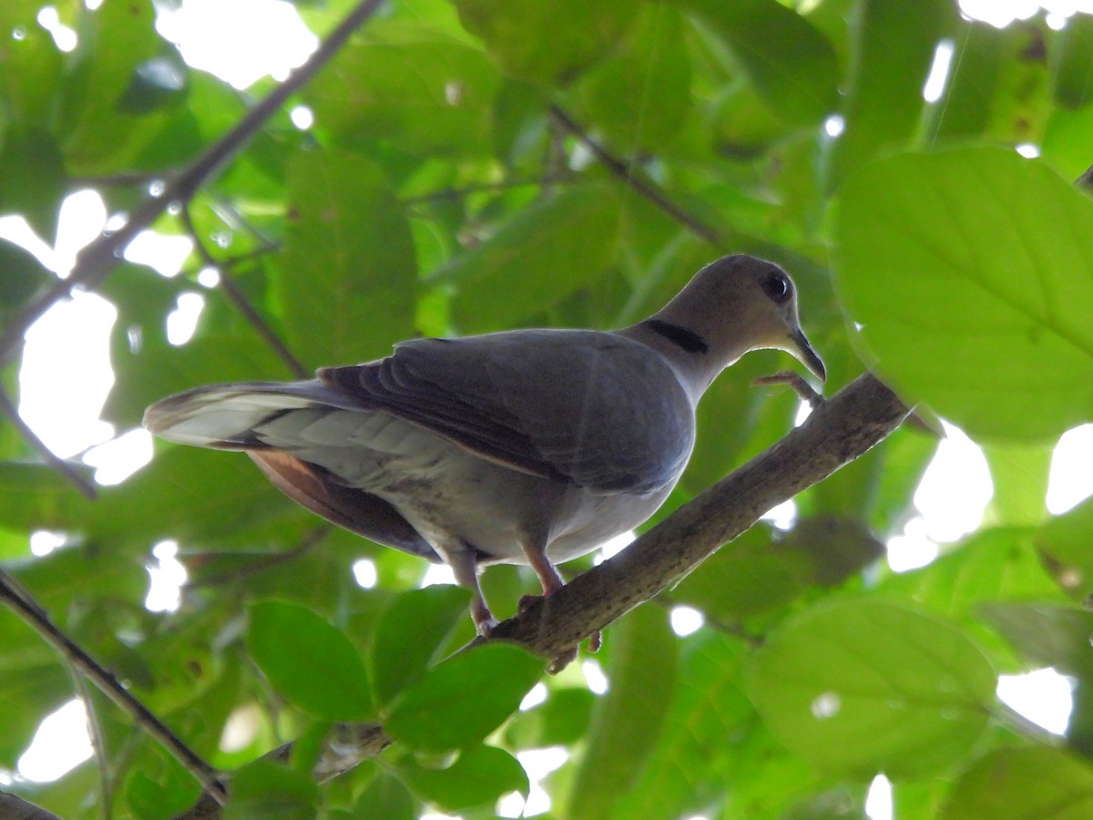 Ring-necked Dove - ML615791473