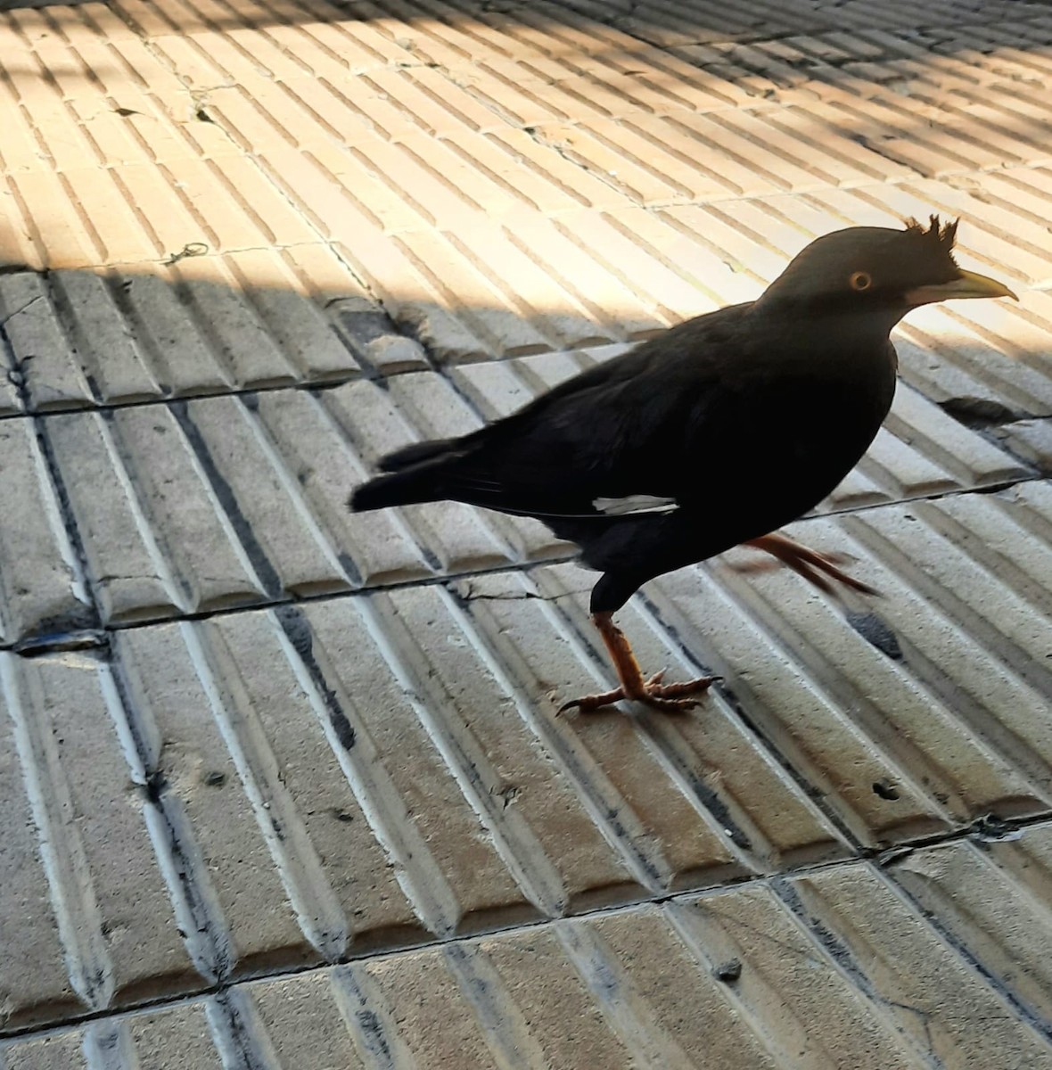 Crested Myna - ML615791523