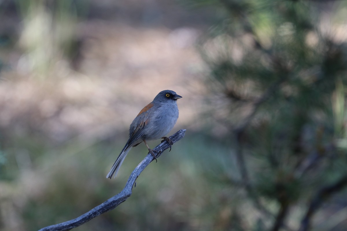 Yellow-eyed Junco - ML615791636