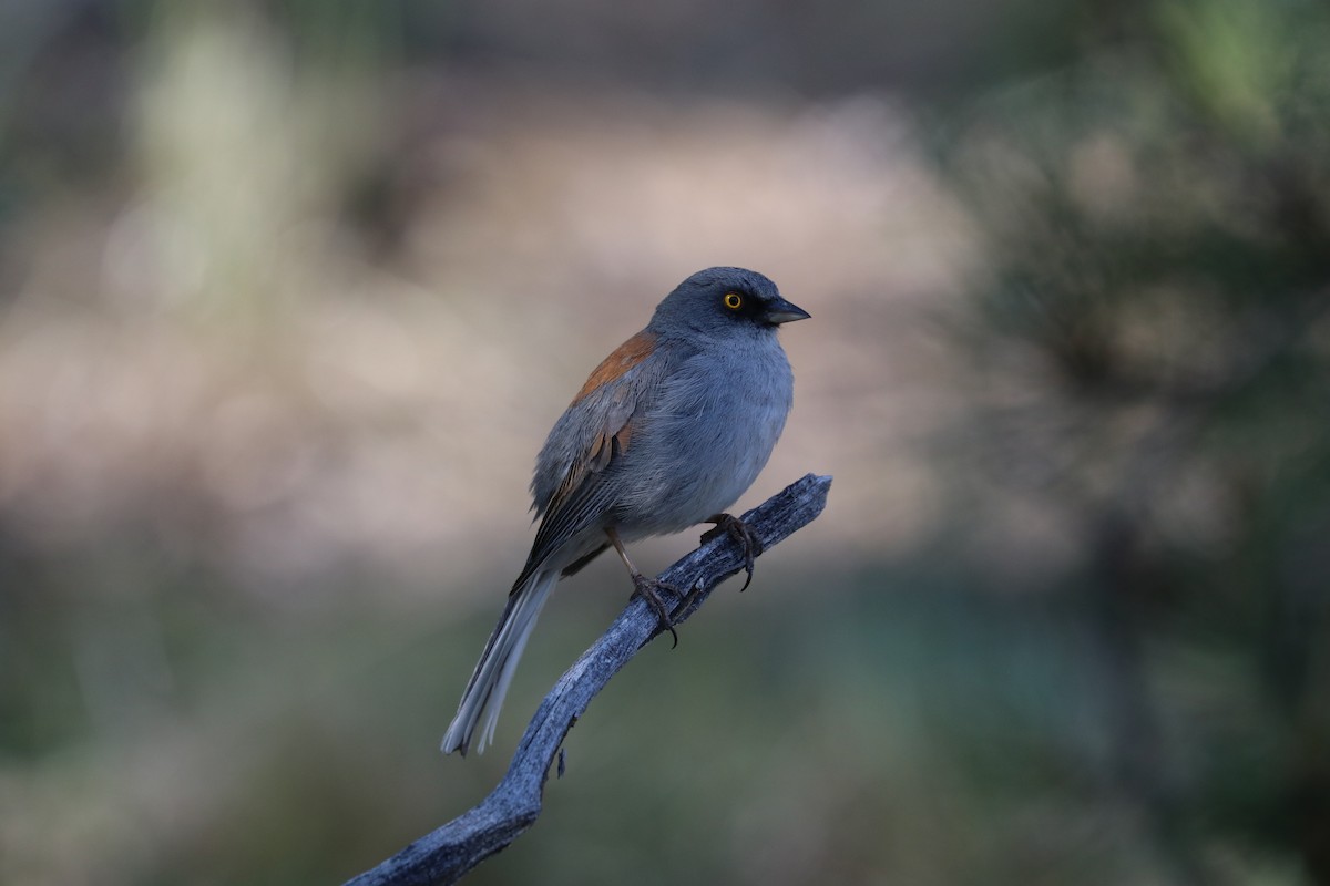 Yellow-eyed Junco - ML615791637