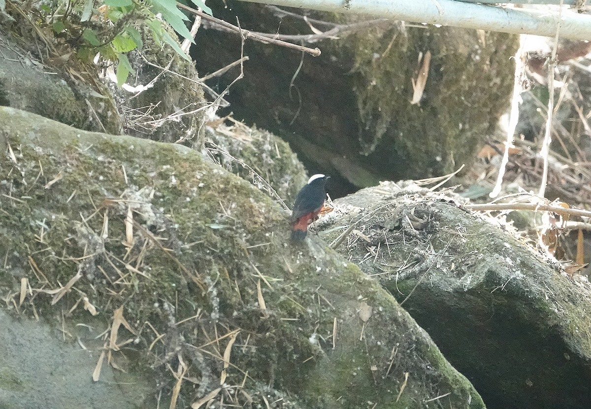 White-capped Redstart - ML615791640