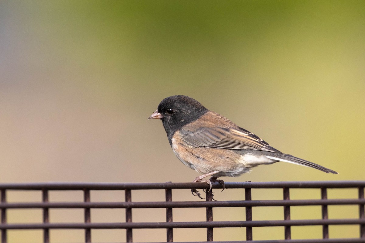 Dark-eyed Junco - Lucas Pittman