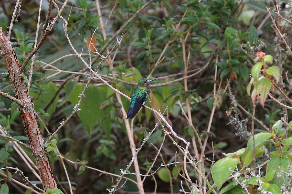 Black-breasted Puffleg - Nick Schleissmann