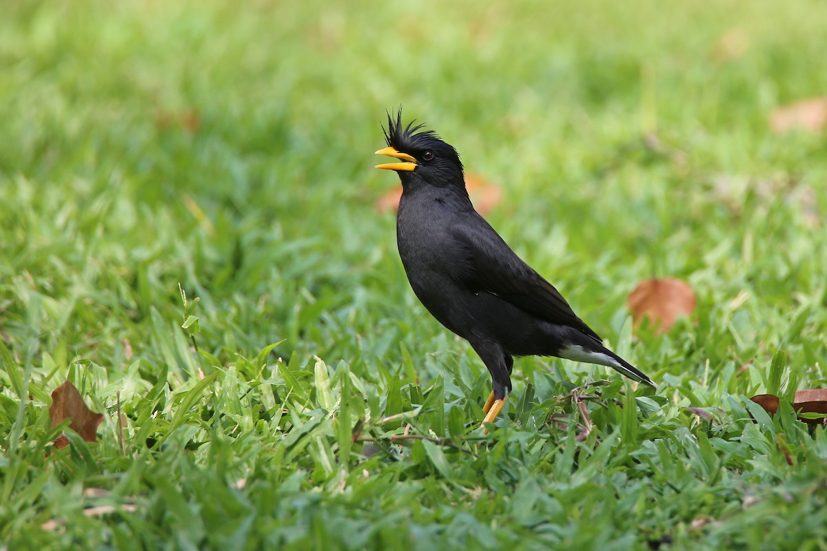 Great Myna - ML615791734