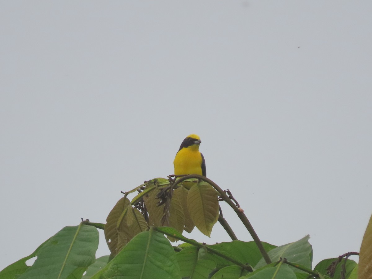 Thick-billed Euphonia - ML615791739