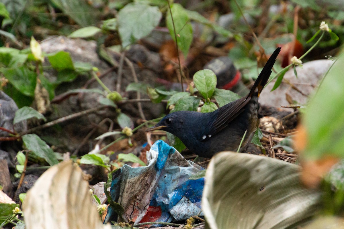 White-bellied Redstart - ML615791740