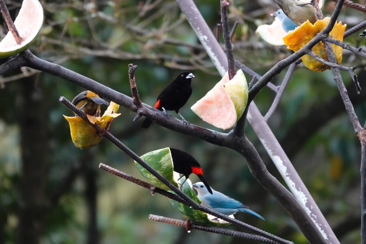 Scarlet-rumped Tanager - ML615791756