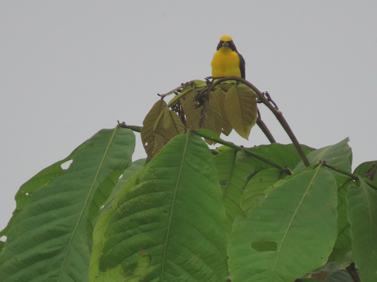 Thick-billed Euphonia - Debra Ferguson