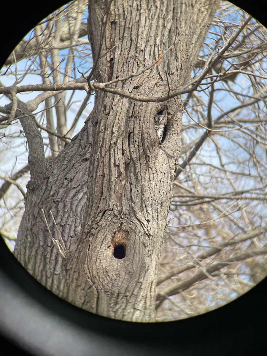eBird Checklist - 8 Mar 2024 - World's End (TTOR), Hingham - 35 species
