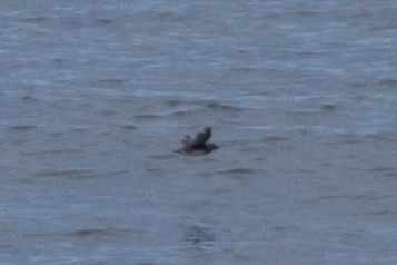 Brachyramphus/Synthliboramphus sp. - ML615791802