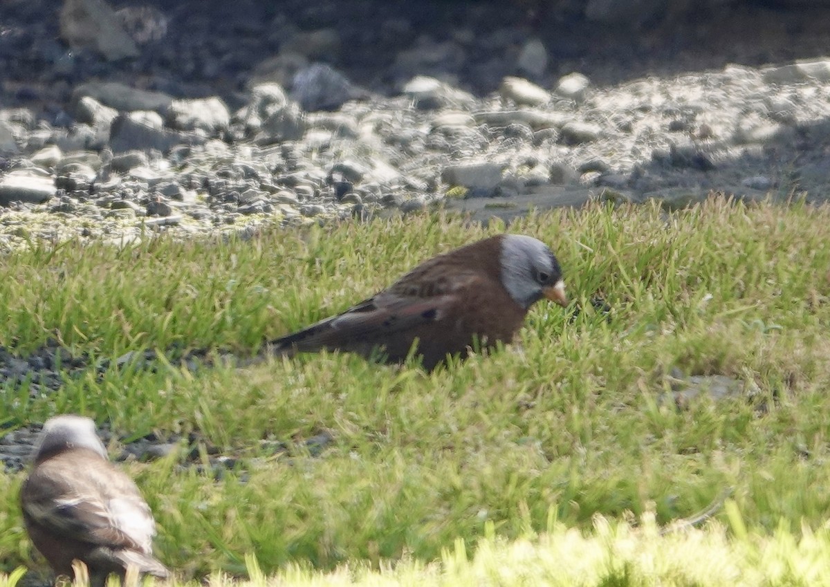 Gray-crowned Rosy-Finch (Hepburn's) - Jeannette Bourgoin