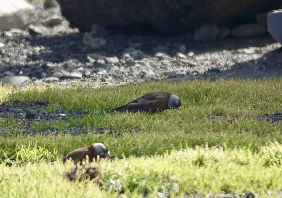 Pinzón Montano Nuquigrís (littoralis) - ML615791825