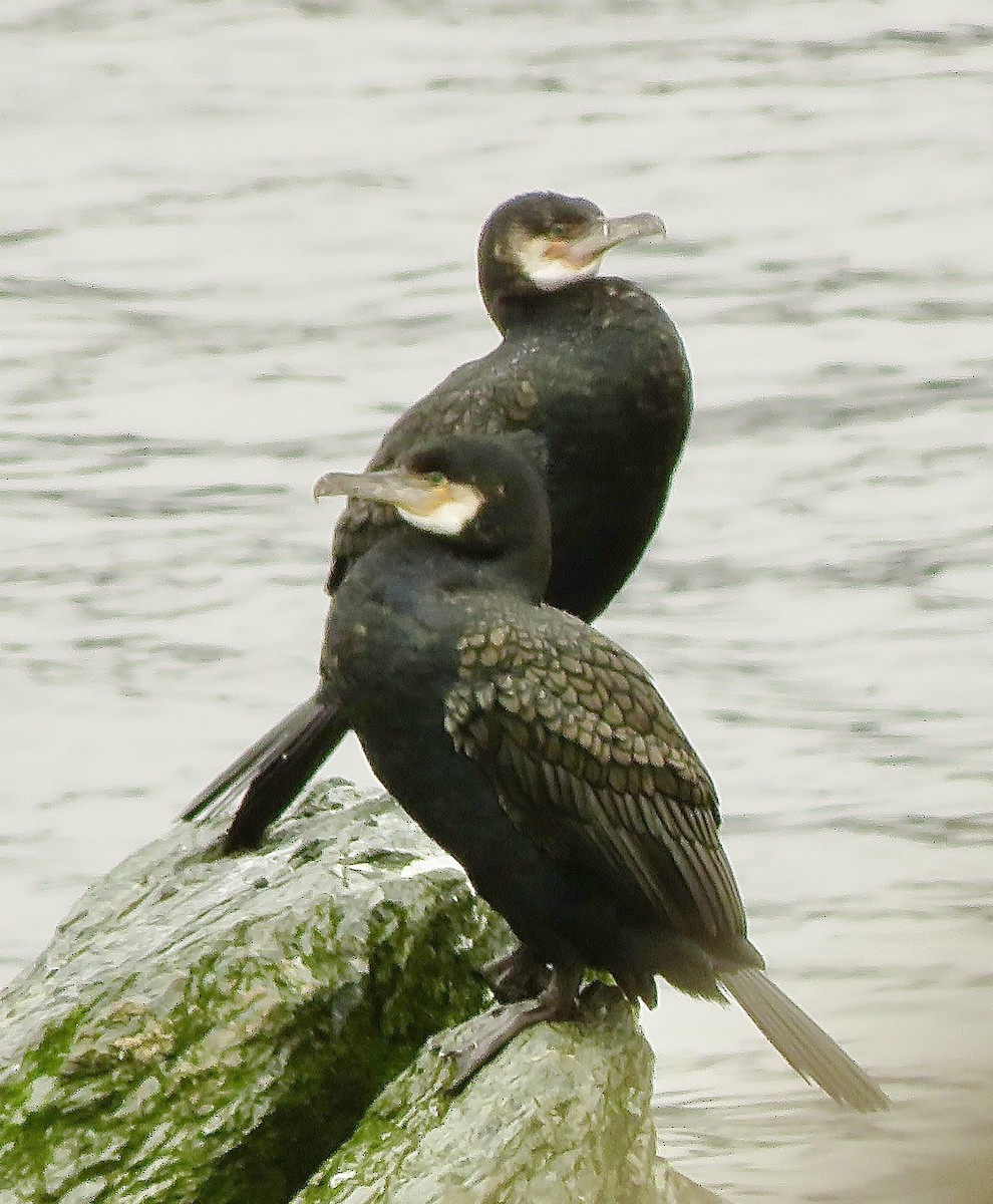 Great Cormorant - ML615791860