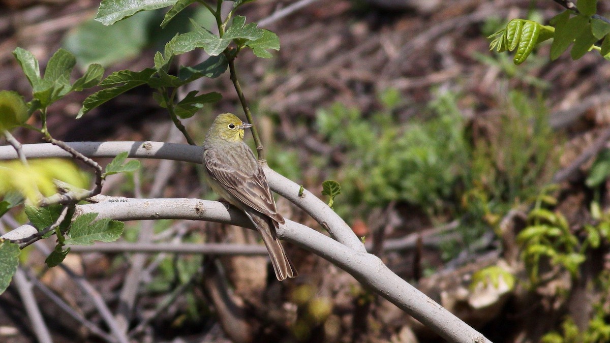 Cinereous Bunting (Yellow-bellied) - ML615791866