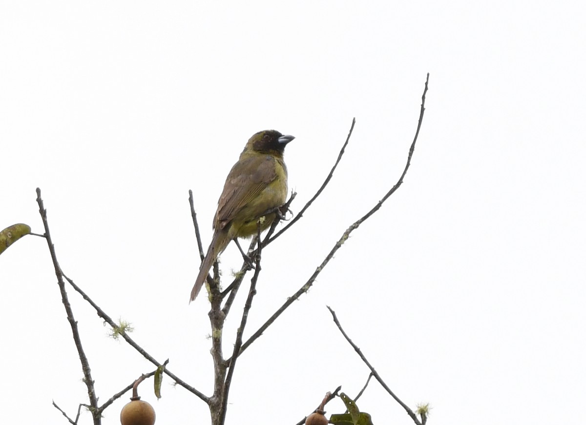Black-faced Tanager - ML615791882