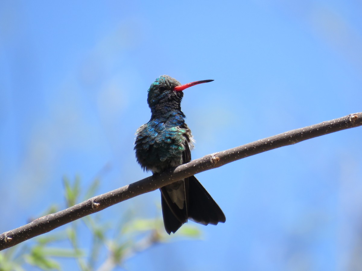 Broad-billed Hummingbird - ML615791934