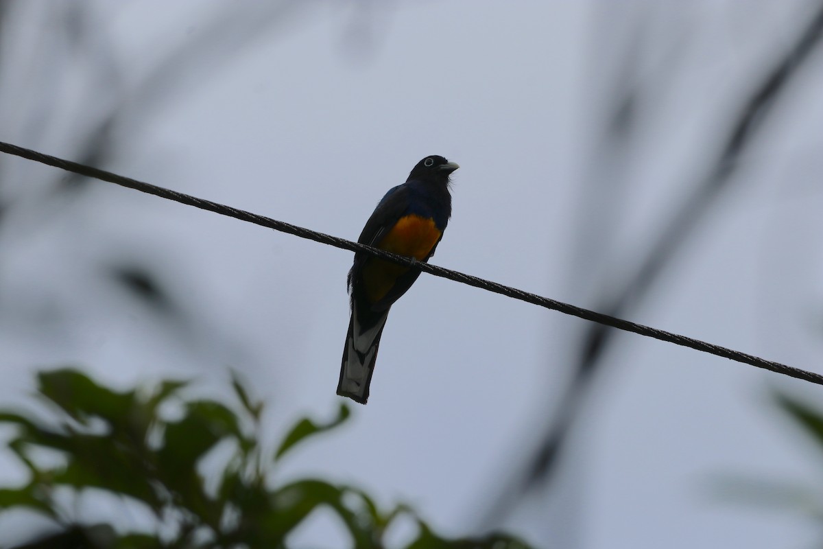 Trogon à queue blanche - ML615791944