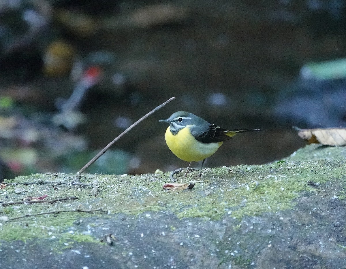 Gray Wagtail - ML615791951