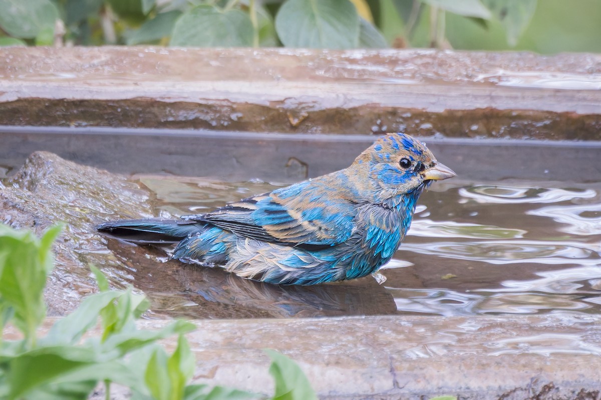 Indigo Bunting - ML615791962