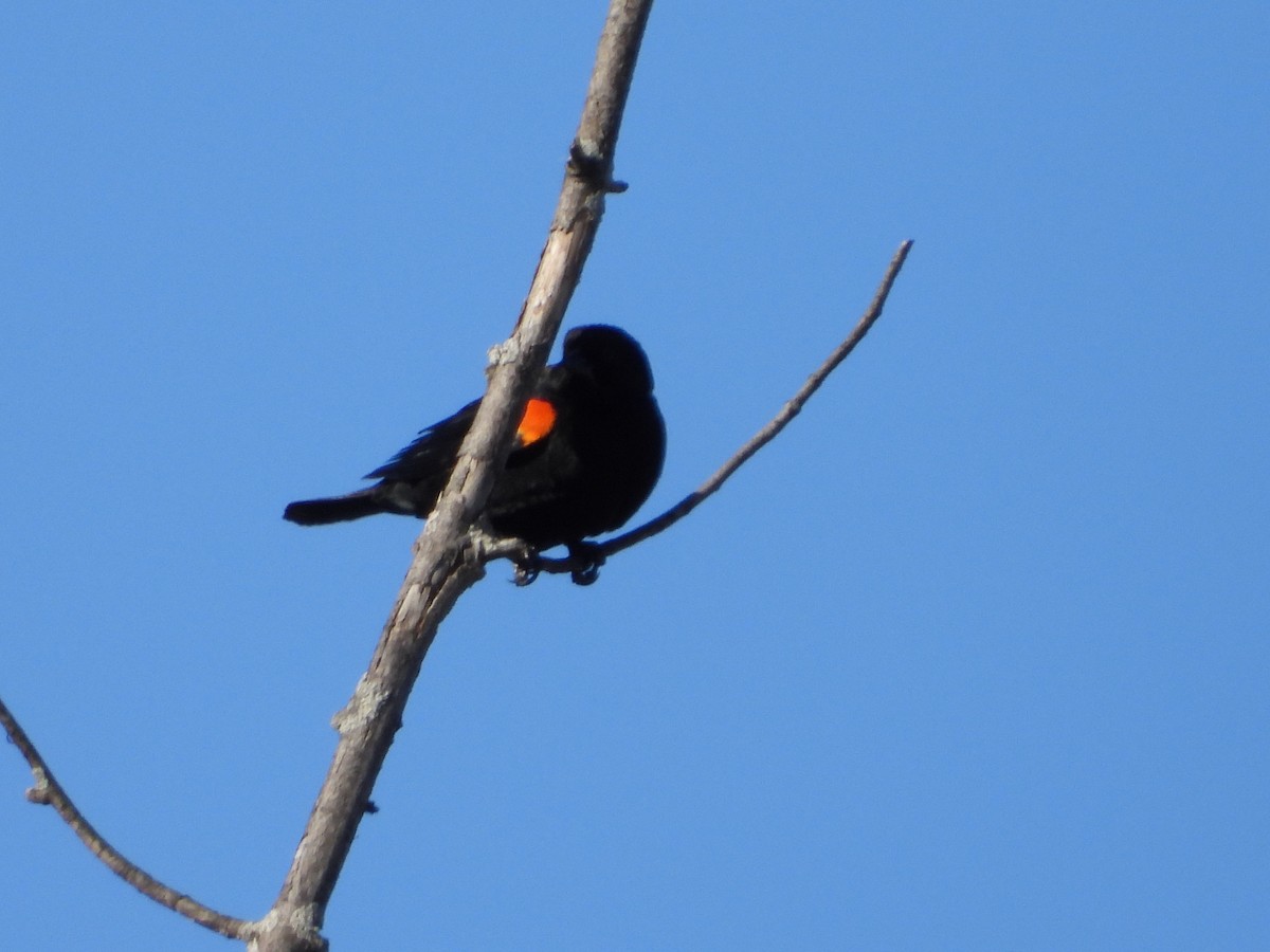 Red-winged Blackbird - ML615792016