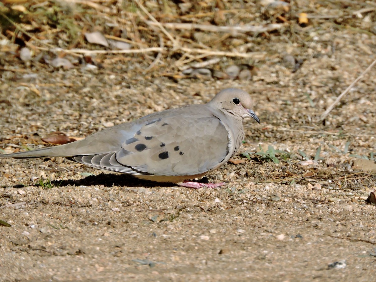 Mourning Dove - ML615792031