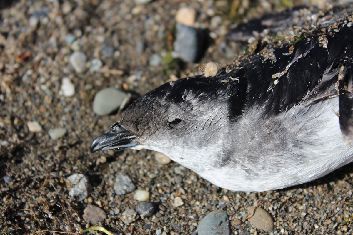 Common Diving-Petrel - ML615792035