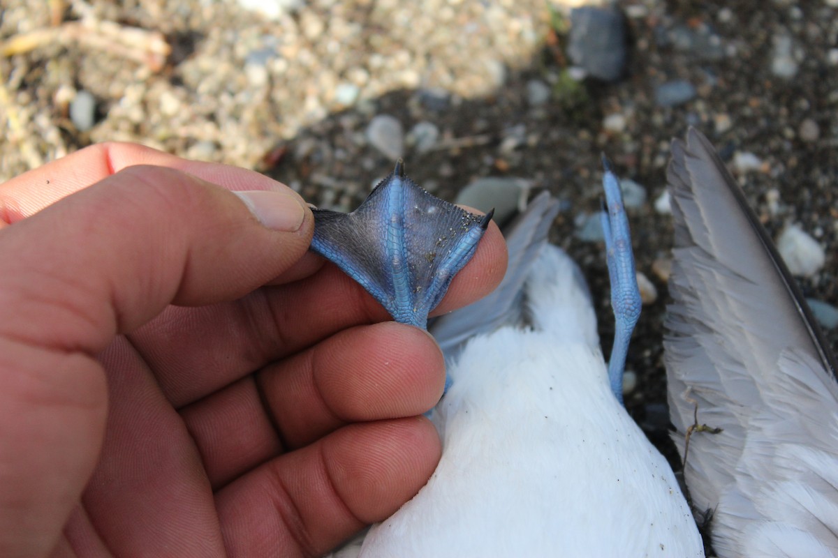 Common Diving-Petrel - ML615792039