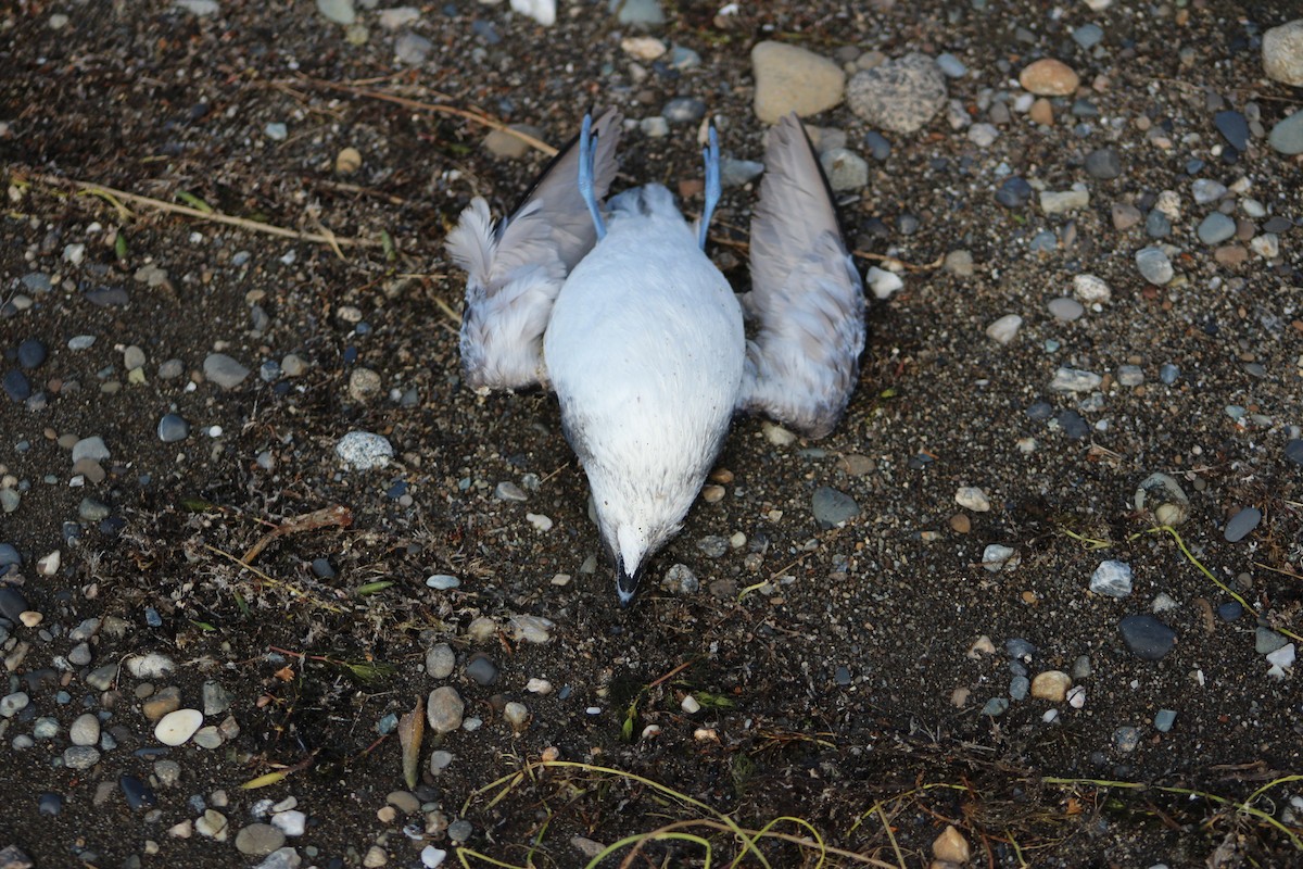 Common Diving-Petrel - ML615792040