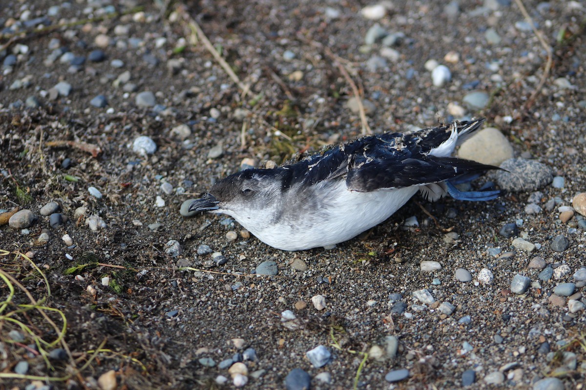 Common Diving-Petrel - ML615792041