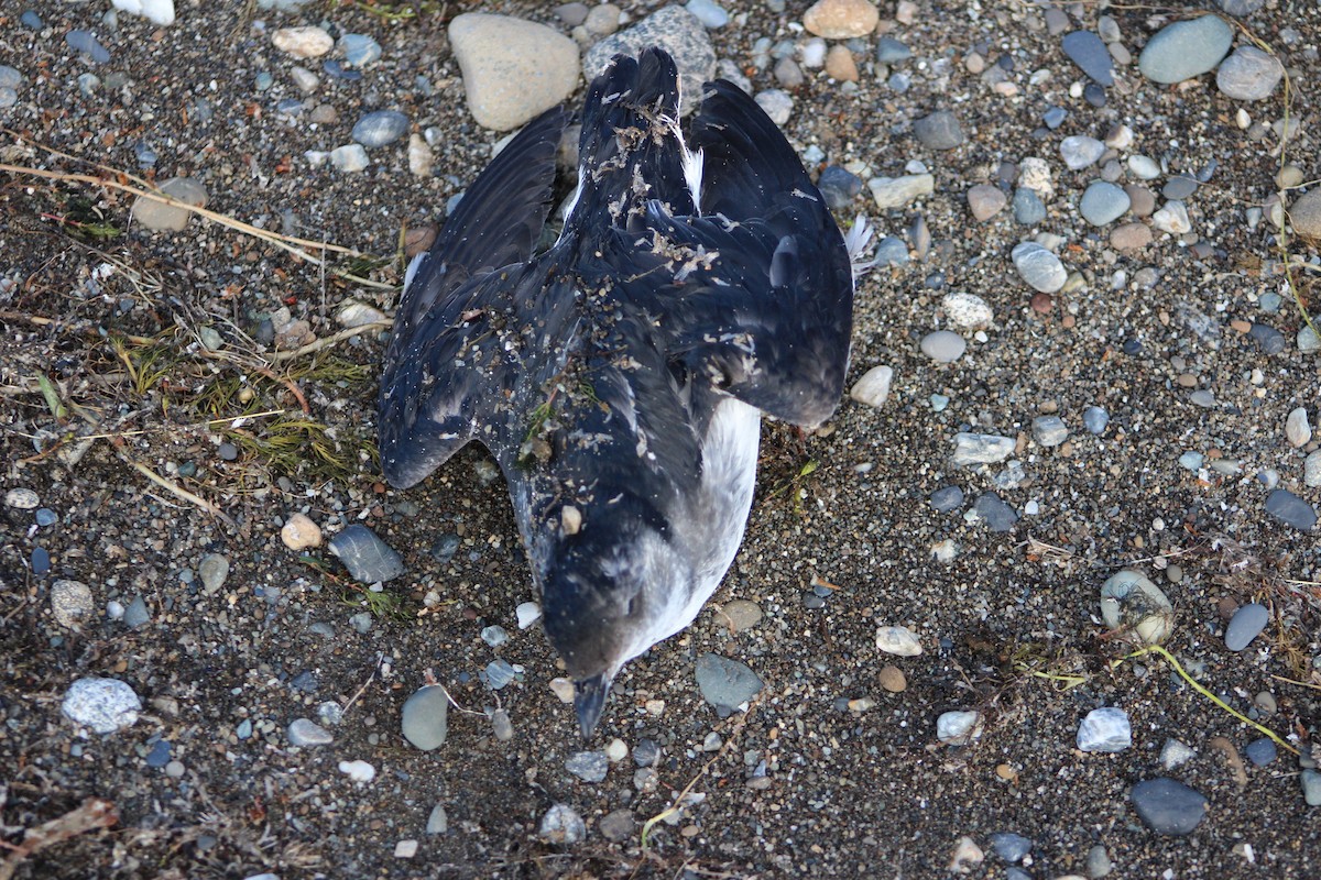 Common Diving-Petrel - Miguel Lopetegui