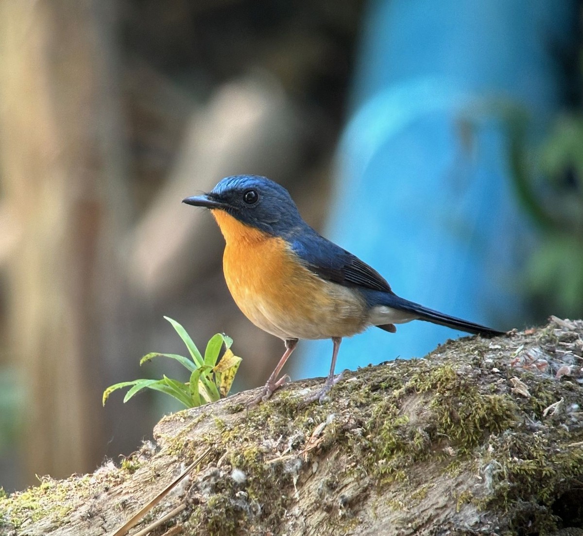 Hill Blue Flycatcher - ML615792070