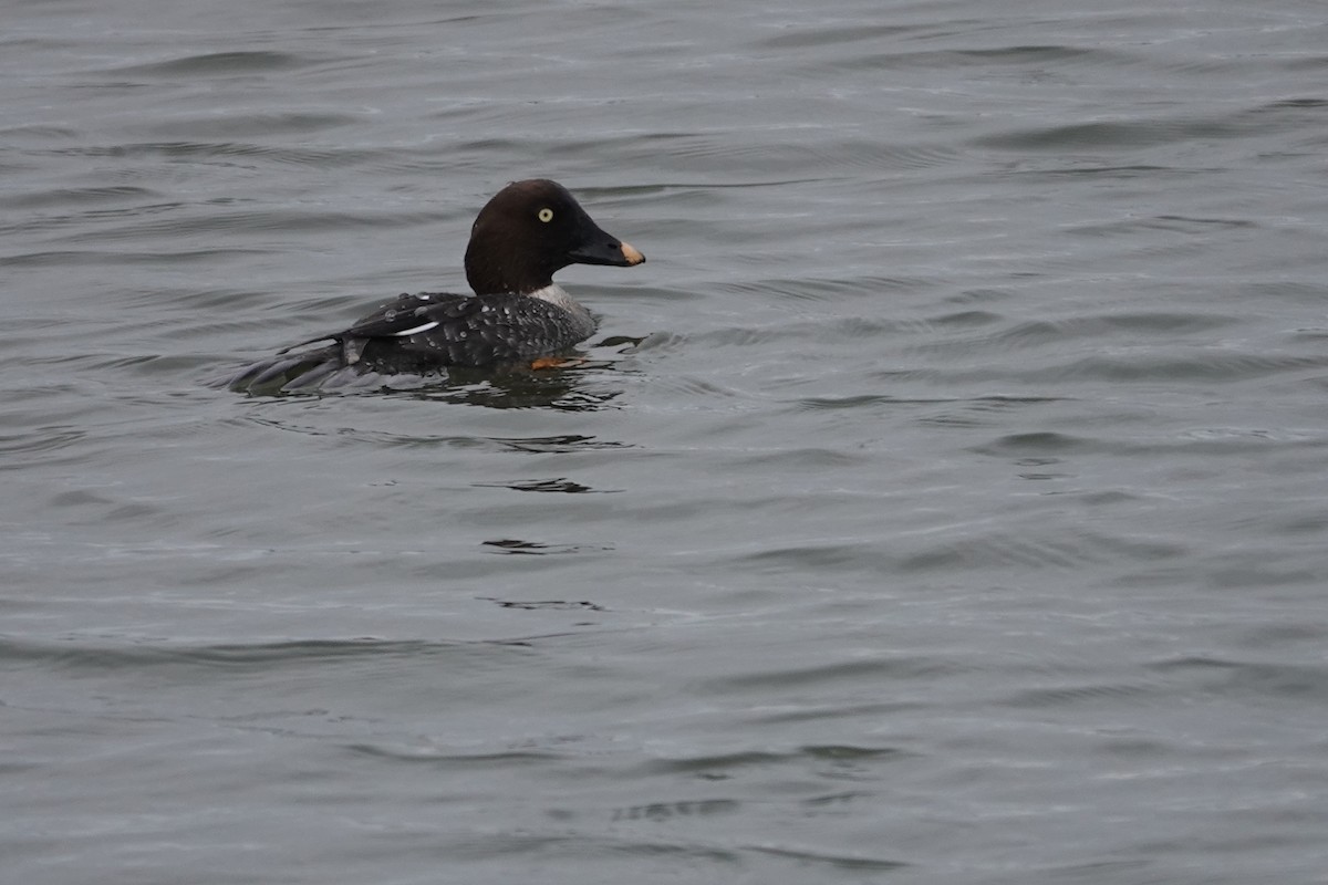 Common Goldeneye - Jeannette Bourgoin