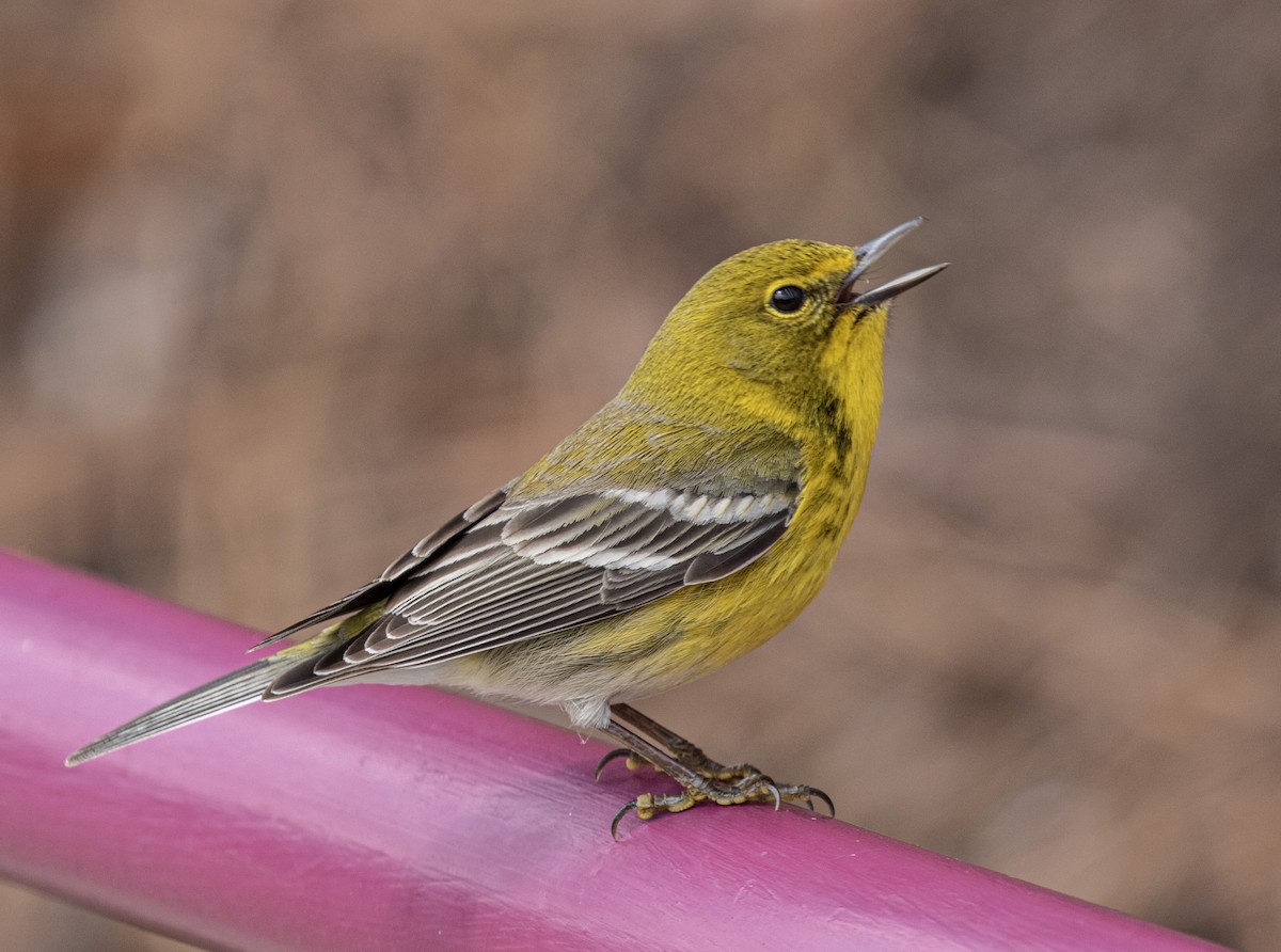 Pine Warbler - ML615792136