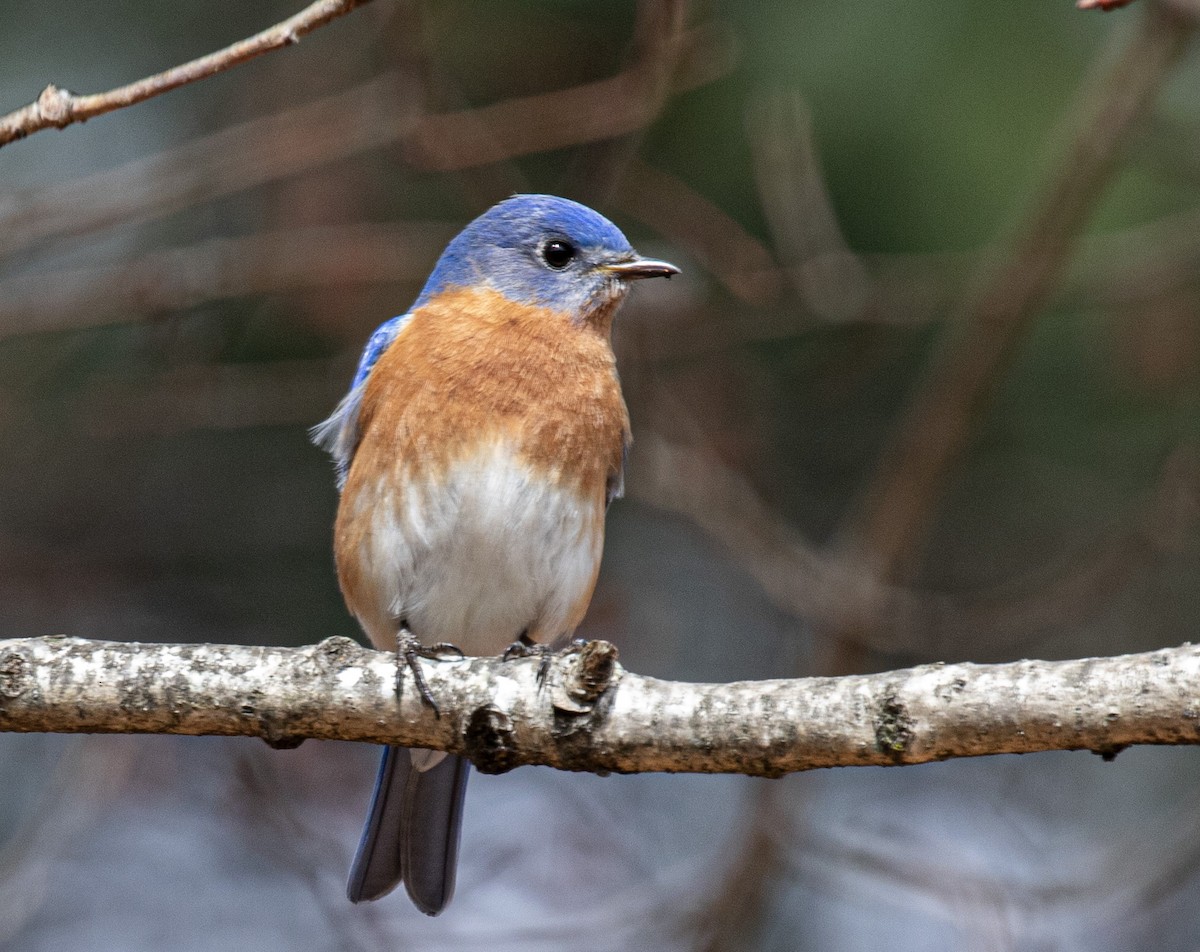 Eastern Bluebird - ML615792146