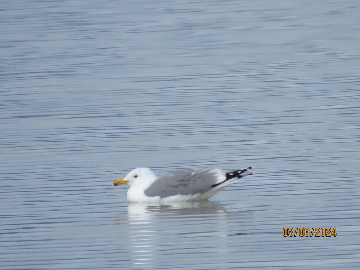 California Gull - ML615792161