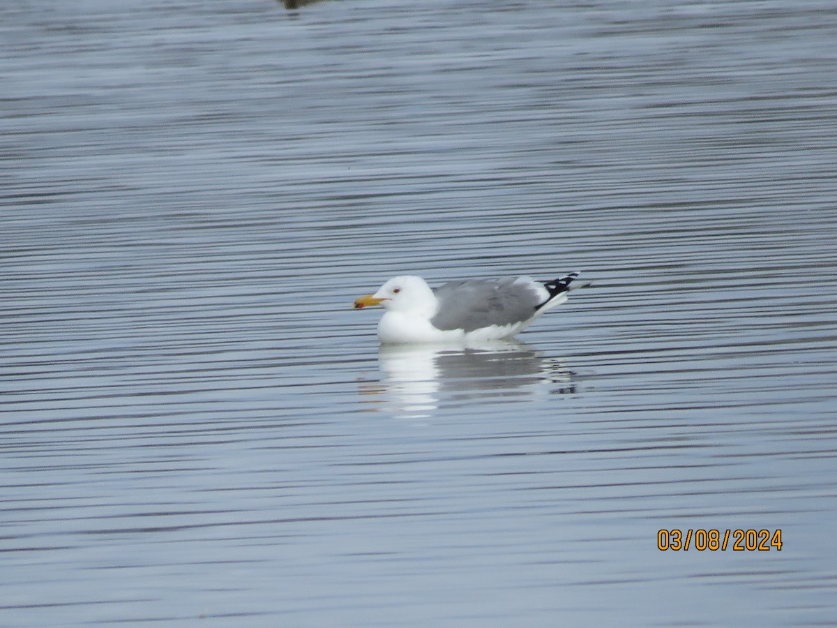 California Gull - ML615792163