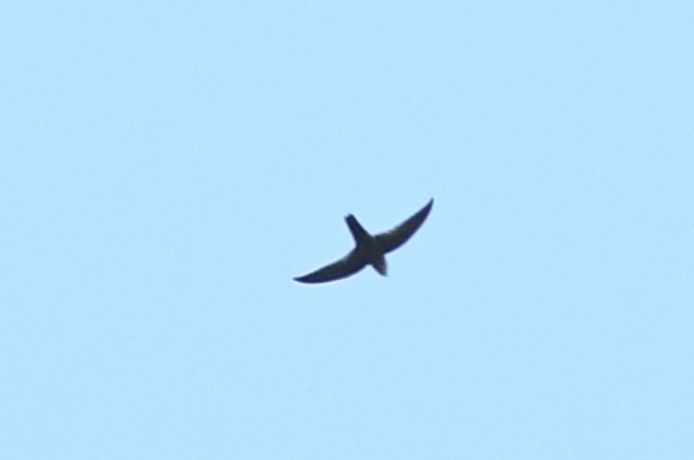 Band-rumped Swift - Kiah R. Jasper