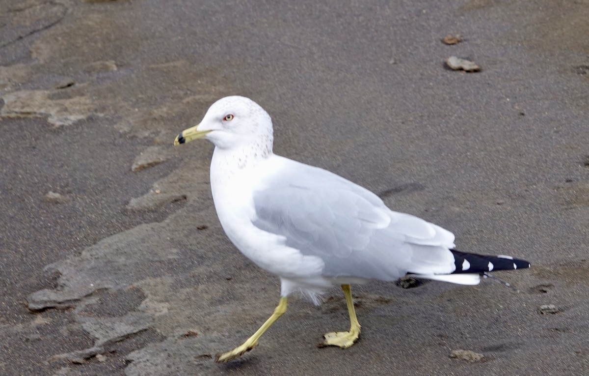 Ring-billed Gull - Jeannette Bourgoin
