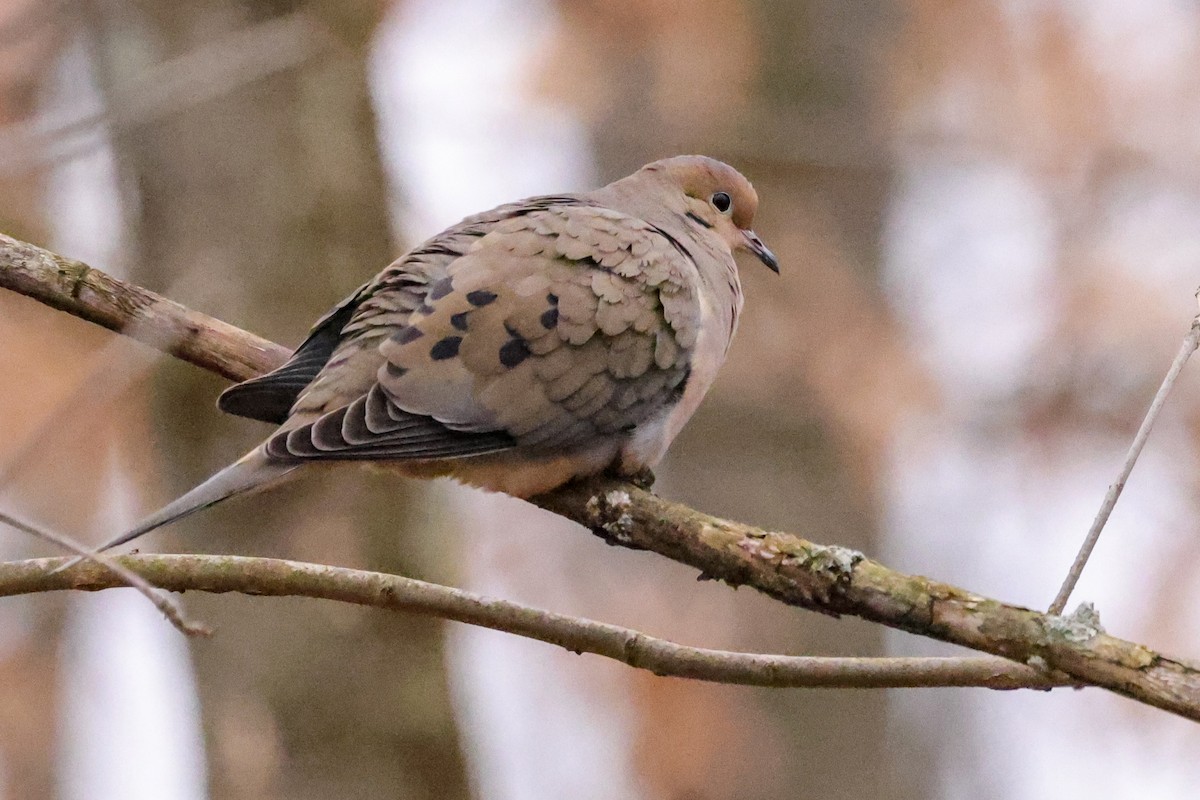 Mourning Dove - ML615792300