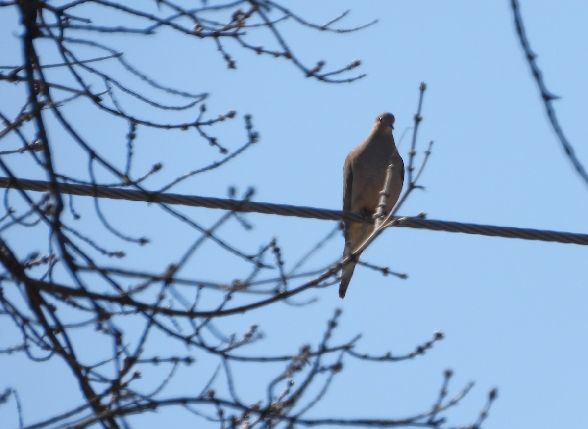 Mourning Dove - Serge Benoit