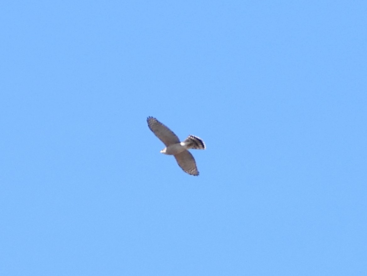 Cooper's Hawk - Serge Benoit