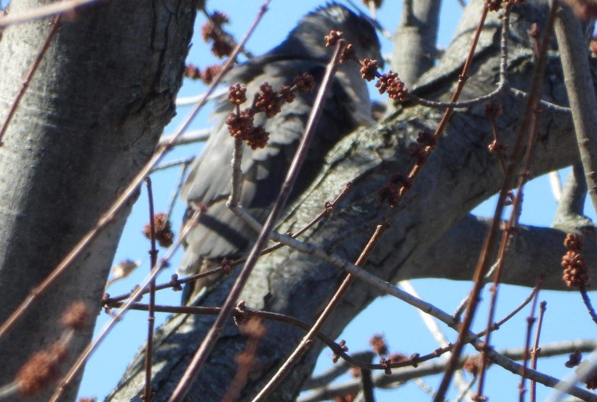 Cooper's Hawk - Serge Benoit