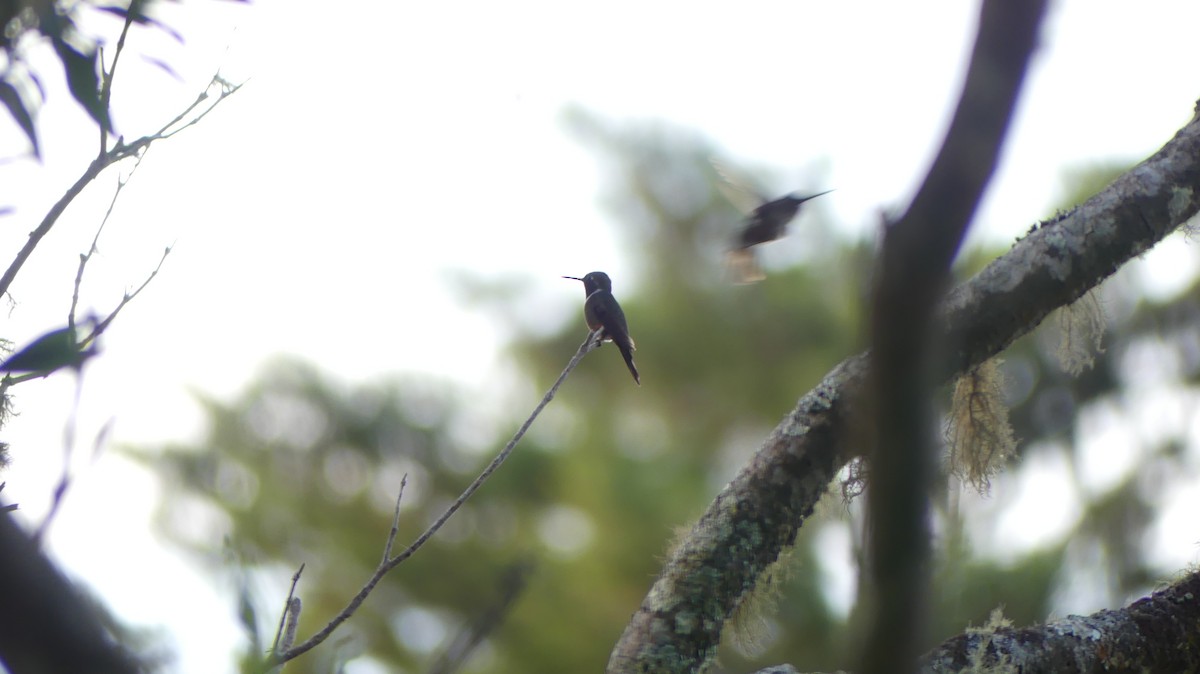 Violettkehl-Sternkolibri - ML615792366