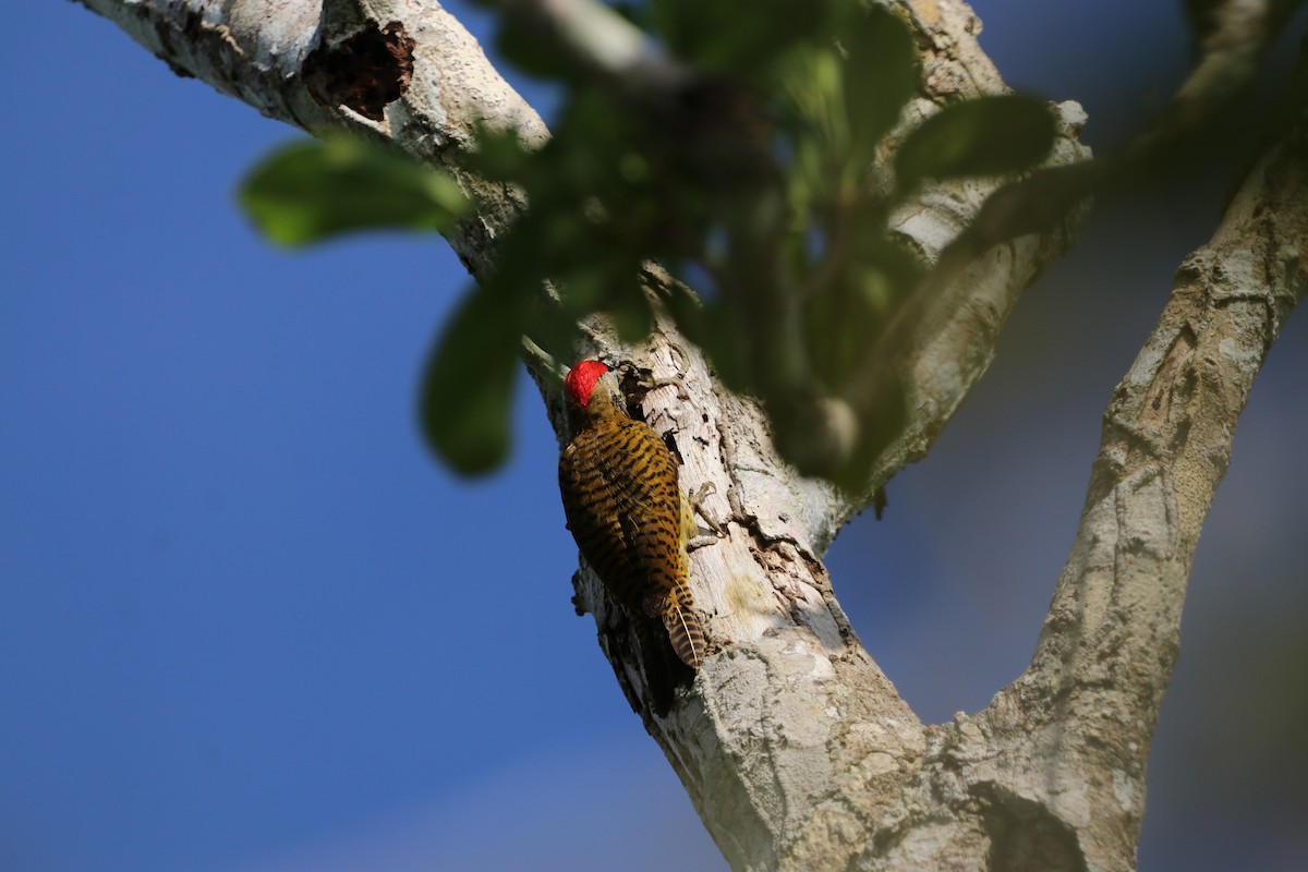 Spot-breasted Woodpecker - Nick Schleissmann