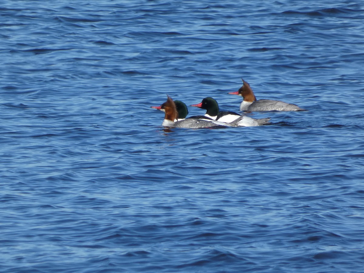 Common Merganser - ML615792395