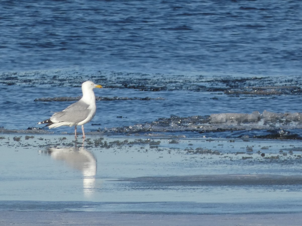 Gaviota Argéntea - ML615792410