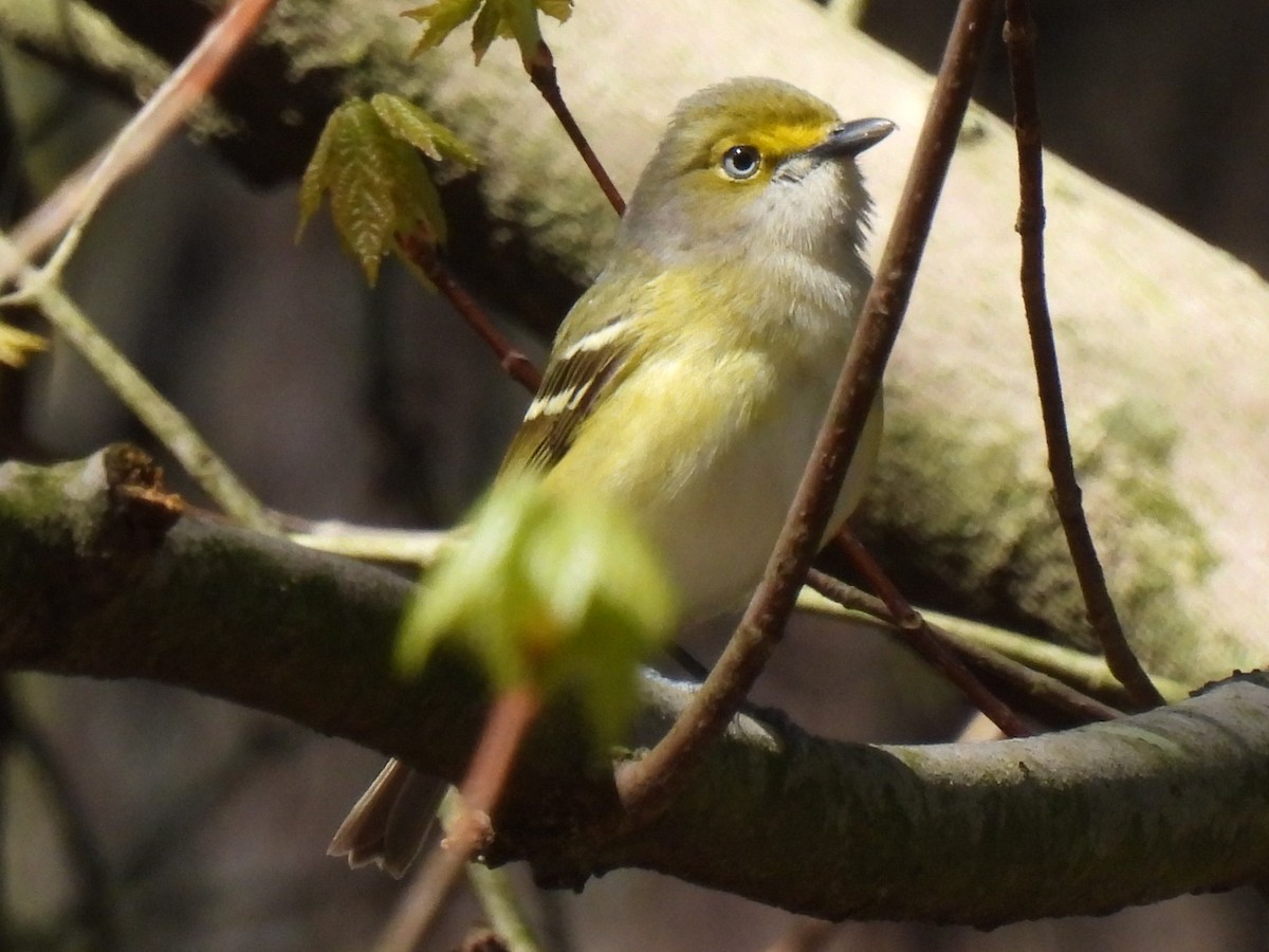 Viréo aux yeux blancs - ML615792430