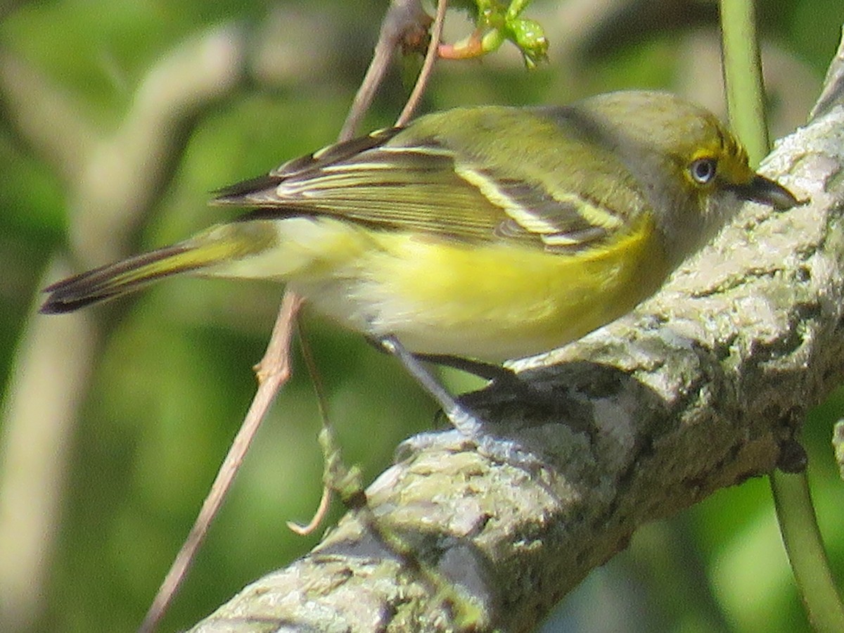 Ak Gözlü Vireo - ML615792431